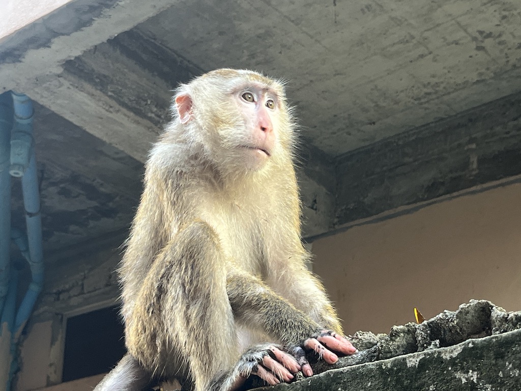 Ao Nang Monkey Trail