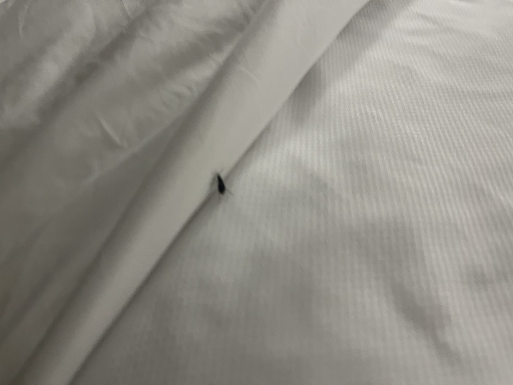 bedbug hotel