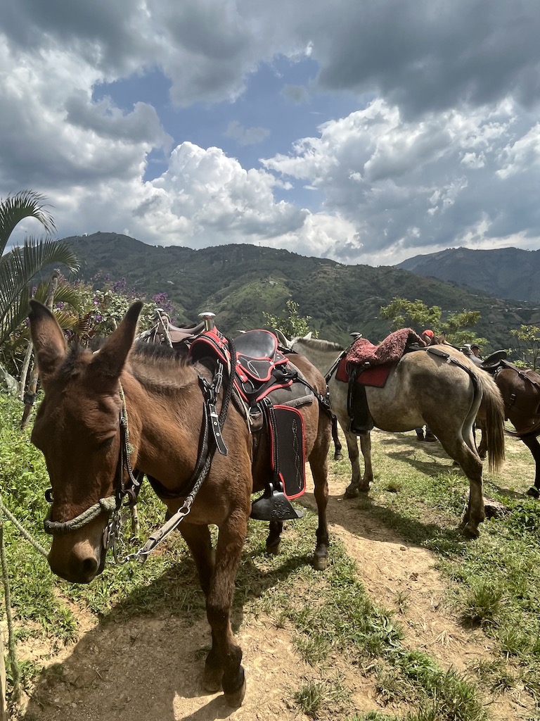 Medellín coffee tour