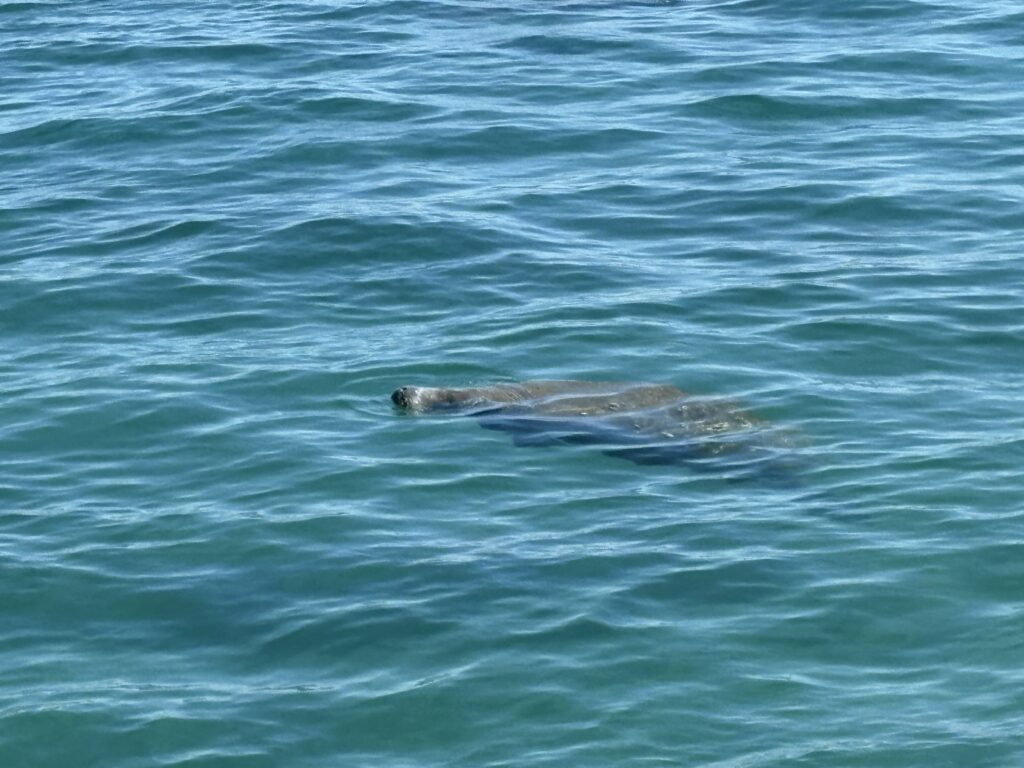 Manatee Lagoon