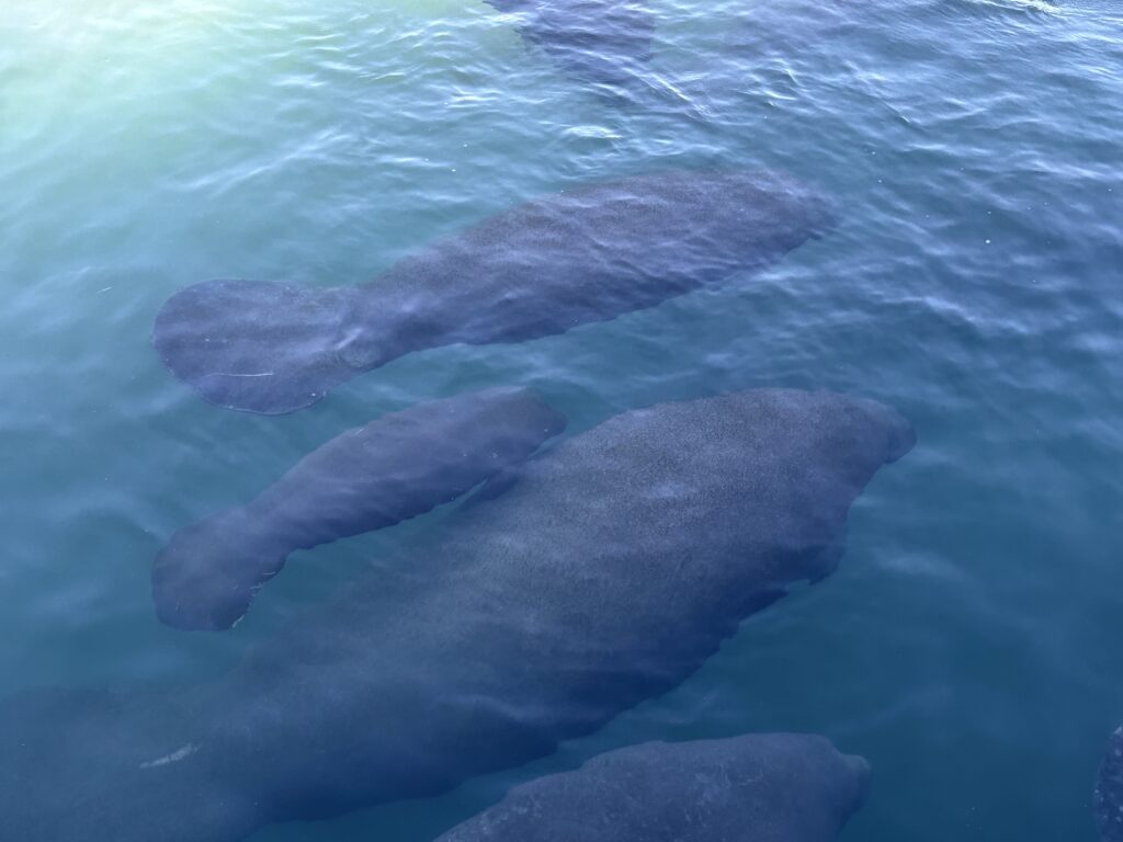 Manatee Lagoon