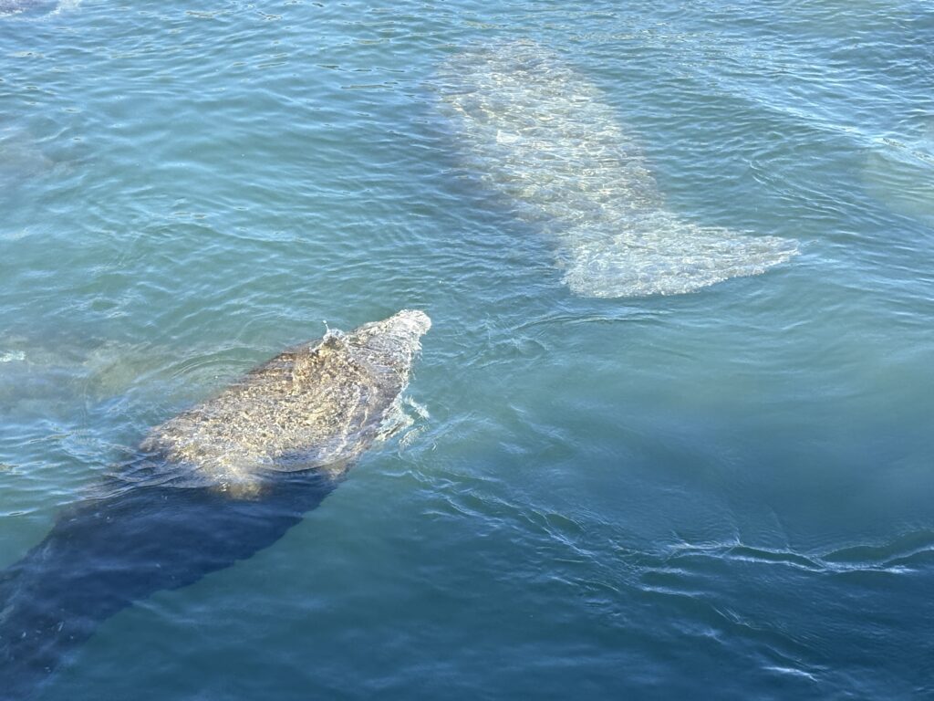 Manatee Lagoon