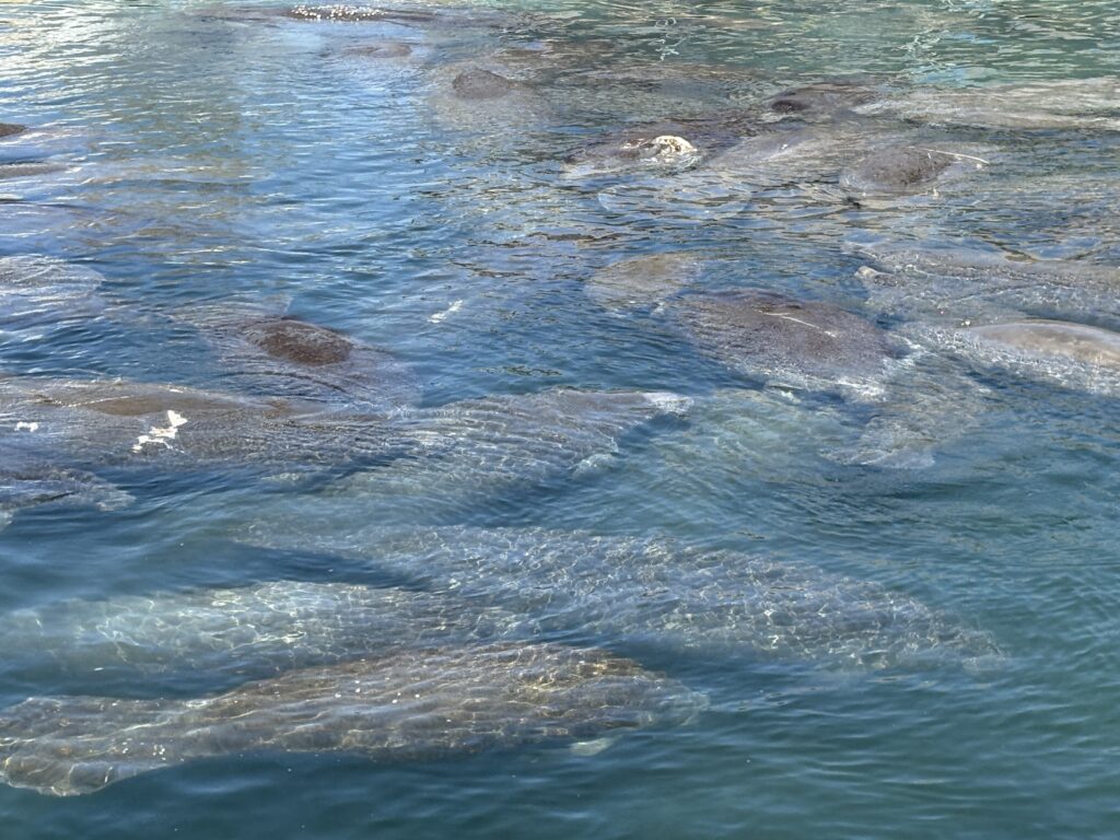 Manatee Lagoon