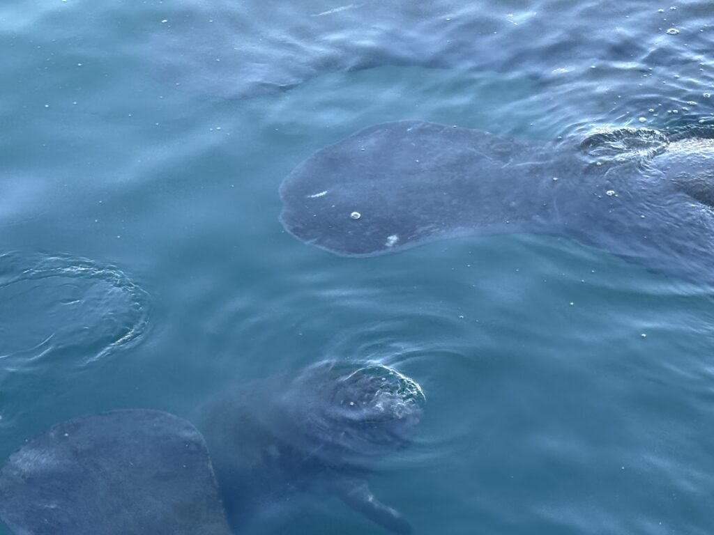 Manatee Lagoon