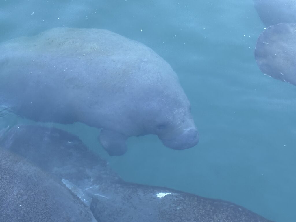 Manatee Lagoon