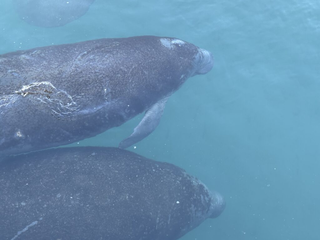 Manatee Lagoon