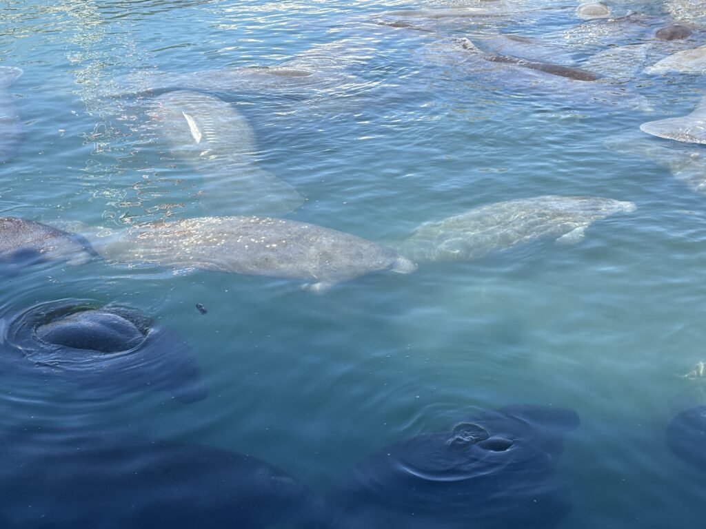 Manatee Lagoon