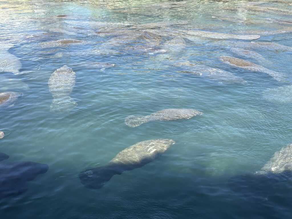 Manatee Lagoon