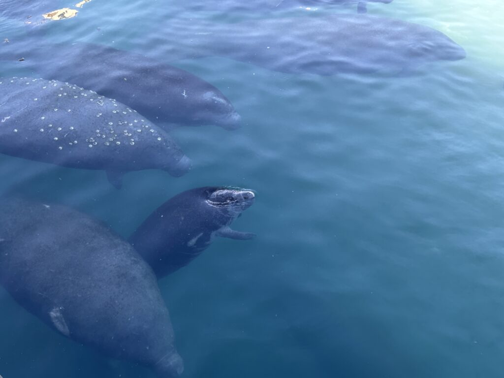Manatee Lagoon