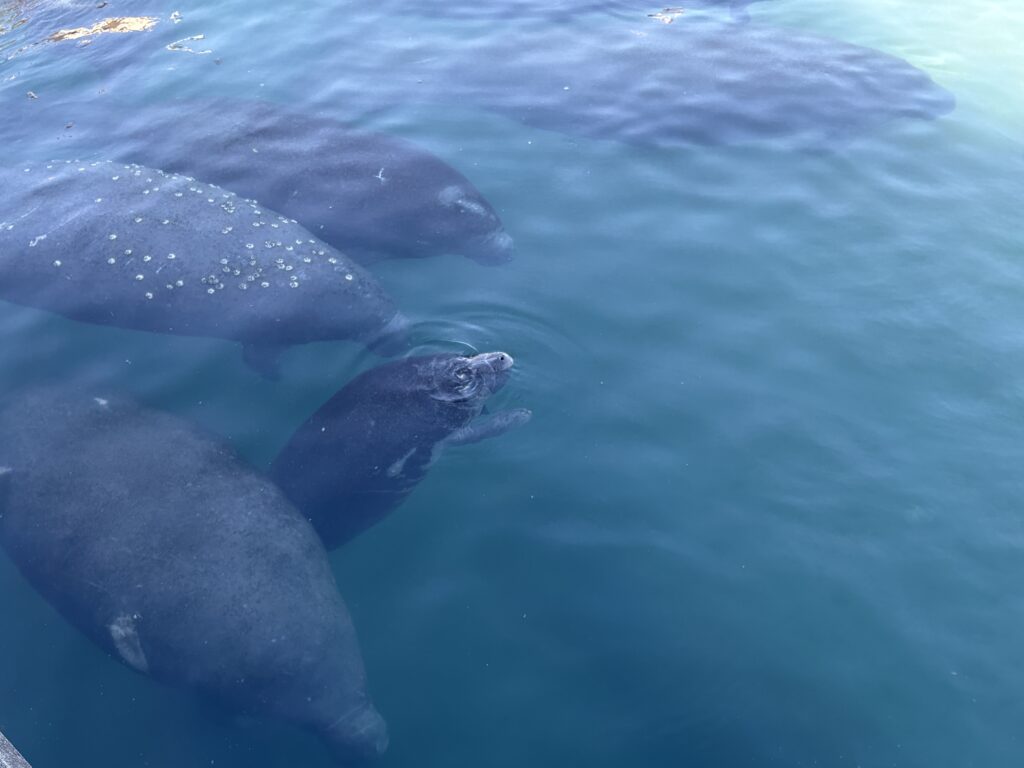 Manatee Lagoon