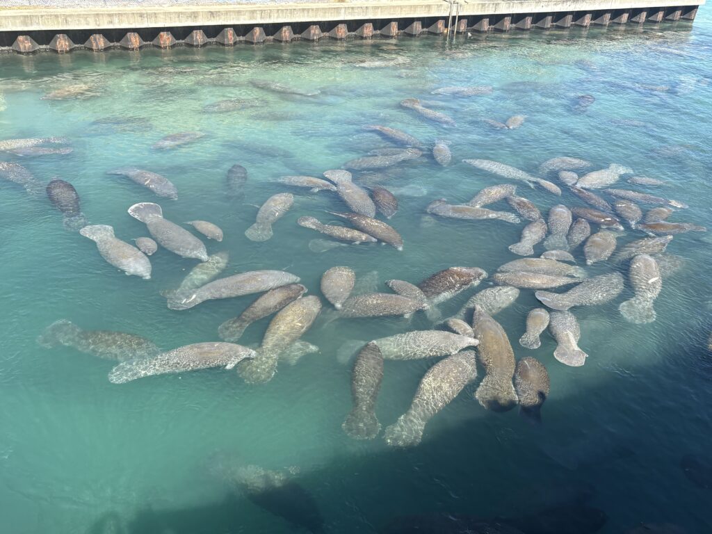 Manatee Lagoon